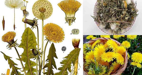 Cây bồ công anh: Dược liệu quý, công dụng cực lớn nhưng nhóm đối tượng này tuyệt đối cấm kỵ, tránh rước họa thân - Ảnh 3 Cây bồ công anh: Dược liệu quý, công dụng cực lớn nhưng nhóm đối tượng này tuyệt đối cấm kỵ, tránh rước họa thân - Ảnh 3
