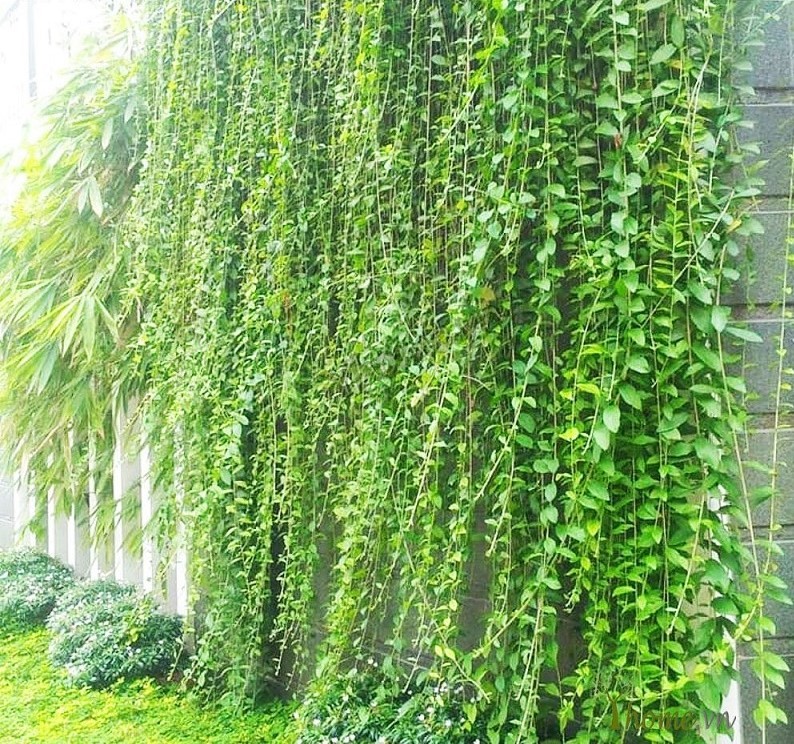 Cây cúc tần: Có công dụng cực lớn, người bệnh trĩ nằm lòng bài thuốc này - Ảnh 1 Cây cúc tần: Có công dụng cực lớn, người bệnh trĩ nằm lòng bài thuốc này - Ảnh 1