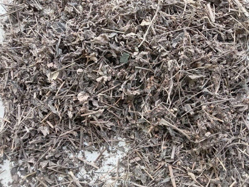 Nhân trần: Loại cây phổ biến, công dụng hữu hiệu với người bệnh gan - Ảnh 2