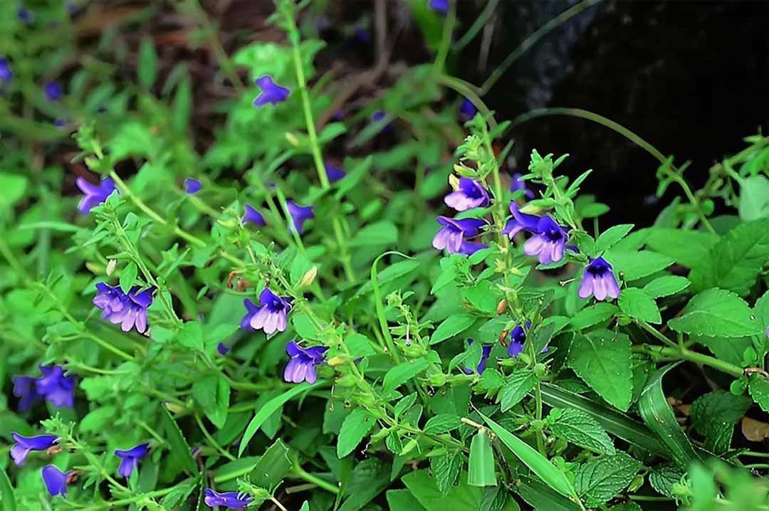 Nhân trần: Loại cây phổ biến, công dụng hữu hiệu với người bệnh gan - Ảnh 1