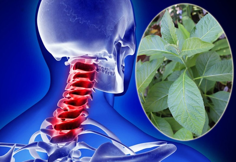 Cây mật gấu tuy đắng nhưng giã tật, 100+ bài thuốc chữa bệnh mà ít người biết - Ảnh 2