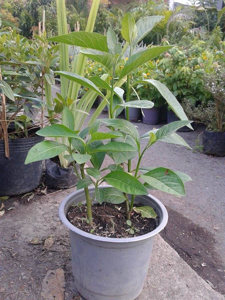 Cây mật gấu tuy đắng nhưng giã tật, 100+ bài thuốc chữa bệnh mà ít người biết - Ảnh 1