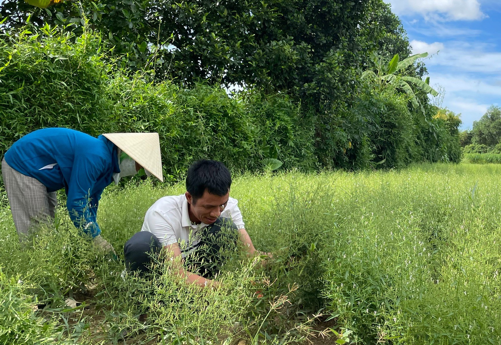 Xuyên tâm liên: Loại cây với 100+ công dụng mà ít người biết tới - Ảnh 2