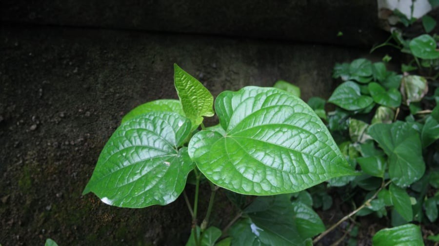 Đằng sau vị nồng, lá lốt không chỉ là gia vị mà còn là liều thuốc từ thiên nhiên - Ảnh 2