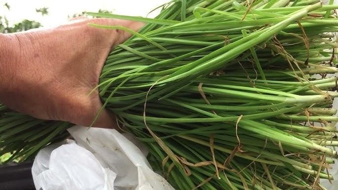 Tác dụng ít người biết của lá hẹ và gợi ý những món ăn ngon, dễ làm từ hẹ - Ảnh 2 Tác dụng ít người biết của lá hẹ và gợi ý những món ăn ngon, dễ làm từ hẹ - Ảnh 2