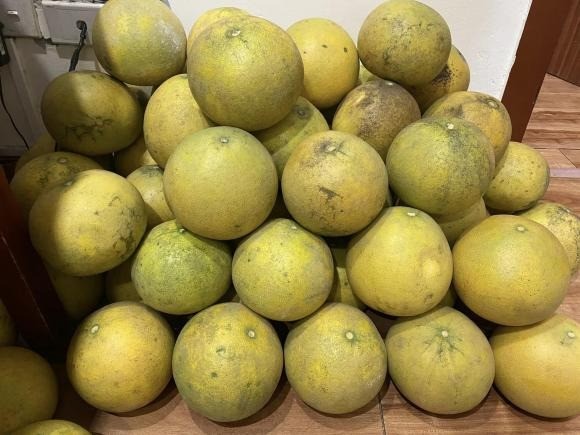 Tết cận kề, cách trữ bưởi để không bị thối: Xuống nước ăn lại ngọt đến lạ - Ảnh 3 Tết cận kề, cách trữ bưởi để không bị thối: Xuống nước ăn lại ngọt đến lạ - Ảnh 3