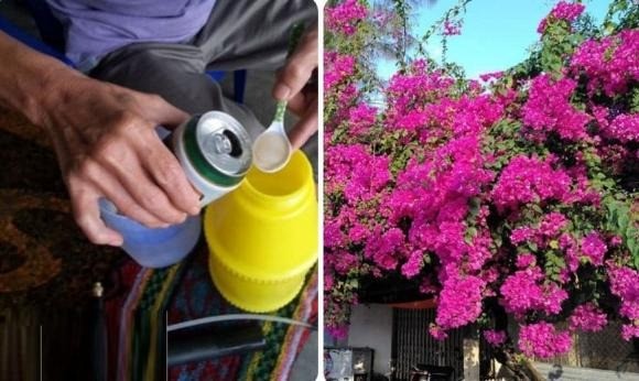 Mách nhỏ bí quyết giúp hoa giấy nở bừng đúng dịp Tết: Tưới nước lã chỉ cần thêm vài giọt này, có ngay hiệu nghiệm - Ảnh 1 Mách nhỏ bí quyết giúp hoa giấy nở bừng đúng dịp Tết: Tưới nước lã chỉ cần thêm vài giọt này, có ngay hiệu nghiệm - Ảnh 1