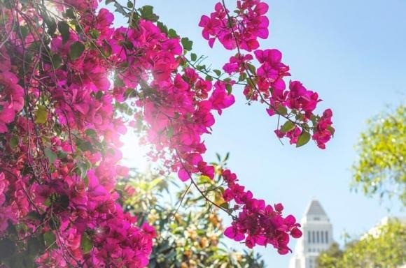 Mách nhỏ bí quyết giúp hoa giấy nở bừng đúng dịp Tết: Tưới nước lã chỉ cần thêm vài giọt này, có ngay hiệu nghiệm - Ảnh 2 Mách nhỏ bí quyết giúp hoa giấy nở bừng đúng dịp Tết: Tưới nước lã chỉ cần thêm vài giọt này, có ngay hiệu nghiệm - Ảnh 2