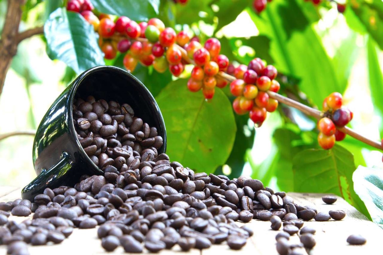 Cập nhật Giá cả thị trường cafe mới nhất hôm nay 28/6/2023. Ảnh: Internet. Cập nhật Giá cả thị trường cafe mới nhất hôm nay 28/6/2023. Ảnh: Internet.