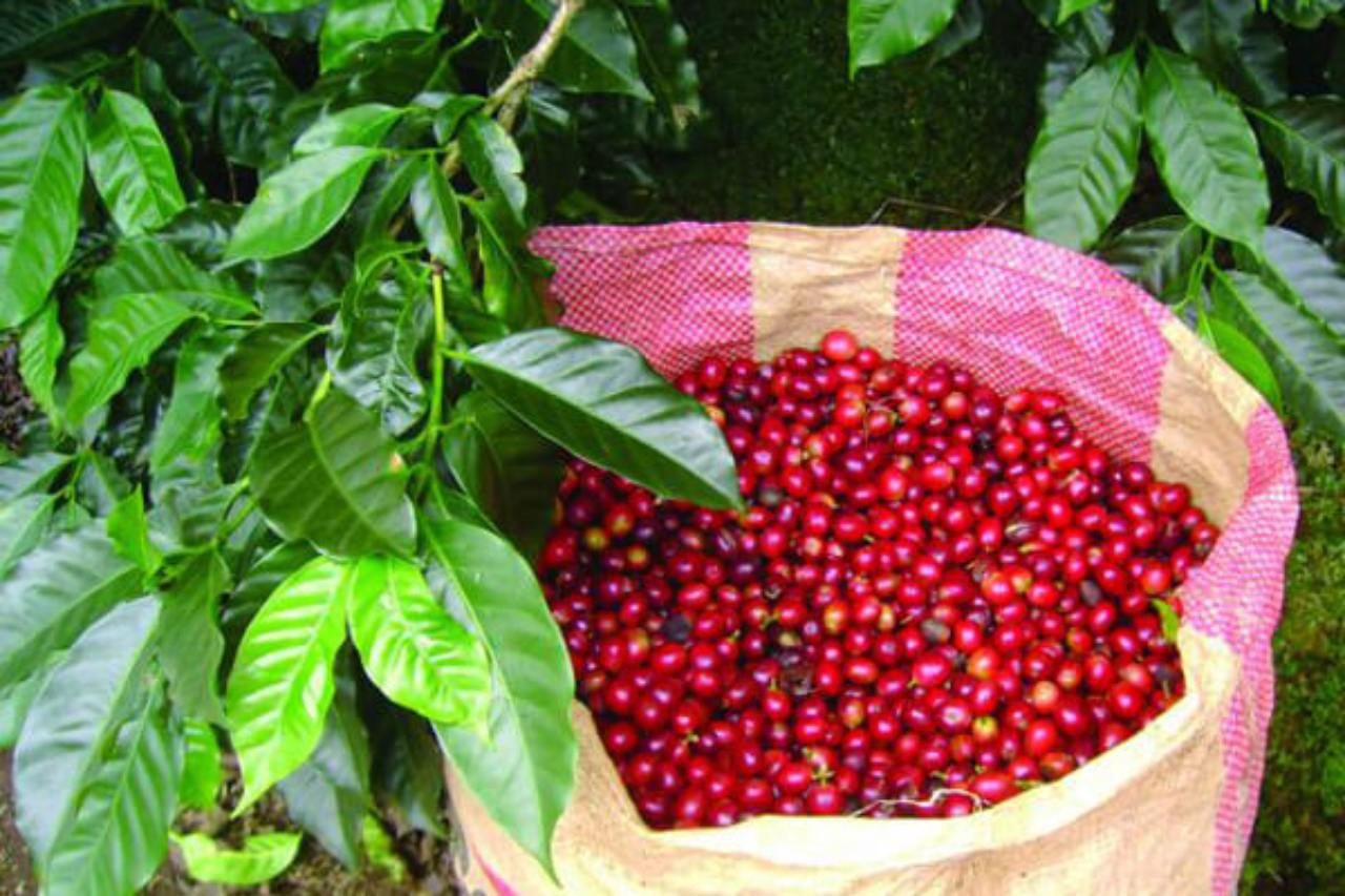 Cập nhật Giá cả thị trường cafe mới nhất hôm nay 27/6/2023. Ảnh: Internet.