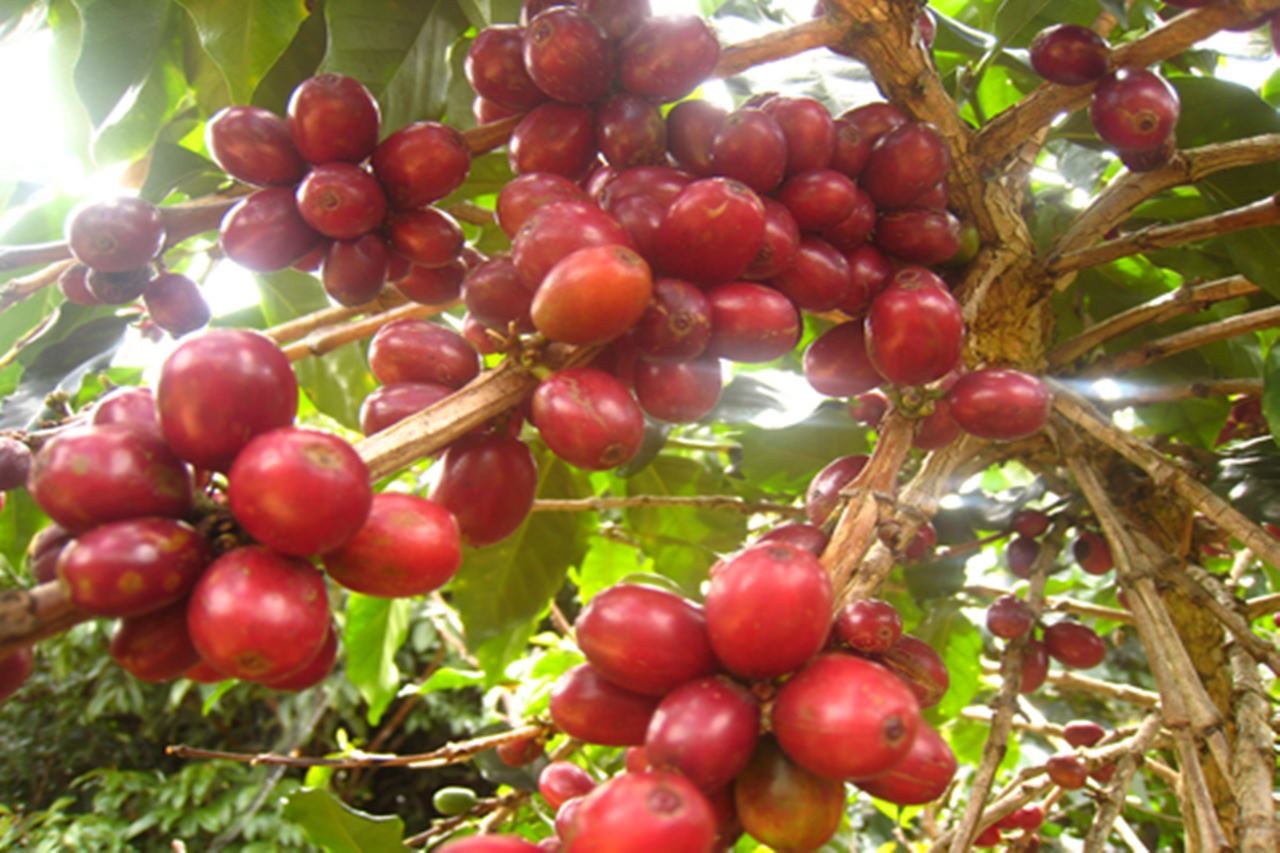 Cập nhật Giá cả thị trường cafe mới nhất hôm nay 2/7/2023. Ảnh: Internet.