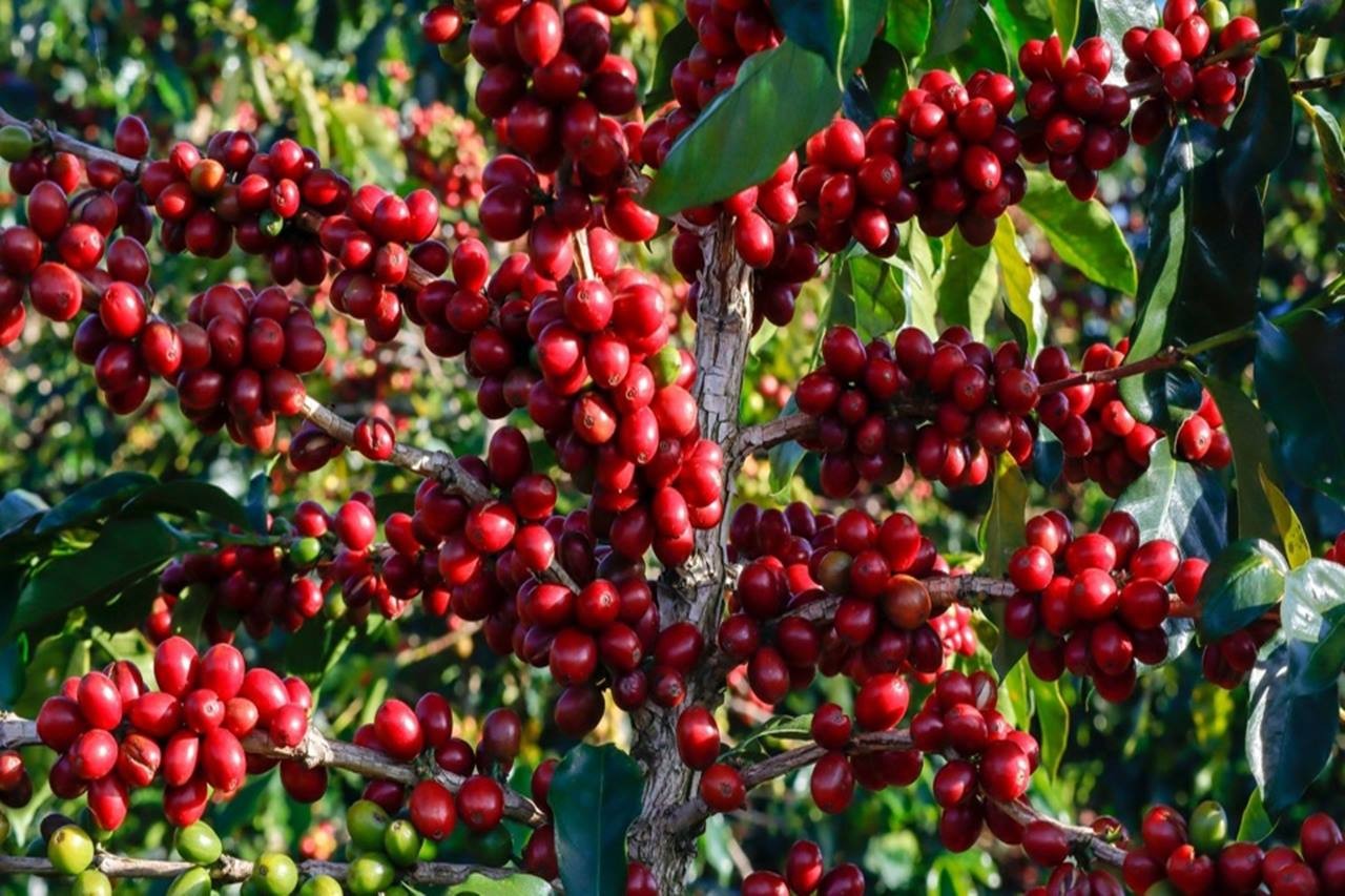 Cập nhật Giá cả thị trường cafe mới nhất hôm nay 9/7/2023. Ảnh: Internet.