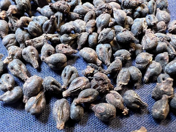 Những quả nho được bảo quản còn nguyên vẹn được tìm thấy trong các lọ rượu kín ở Abydos, Ai Cập. Ảnh: Christiana Köhler. Những quả nho được bảo quản còn nguyên vẹn được tìm thấy trong các lọ rượu kín ở Abydos, Ai Cập. Ảnh: Christiana Köhler.