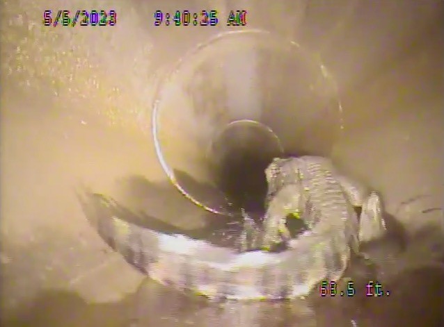 Con cá sấu dài 1,5m sống dưới ống cống từ lâu khiến nhiều người dân sợ hãi. Ảnh New York Post