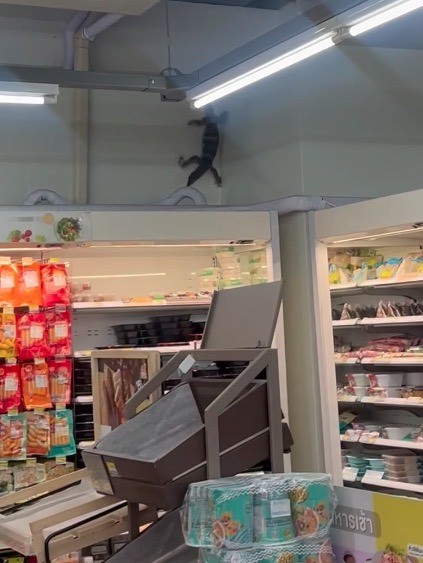 Con thằn lằn khổng lồ đột nhập vào cửa hàng tiện lợi tìm đồ ăn. Ảnh New York Post.