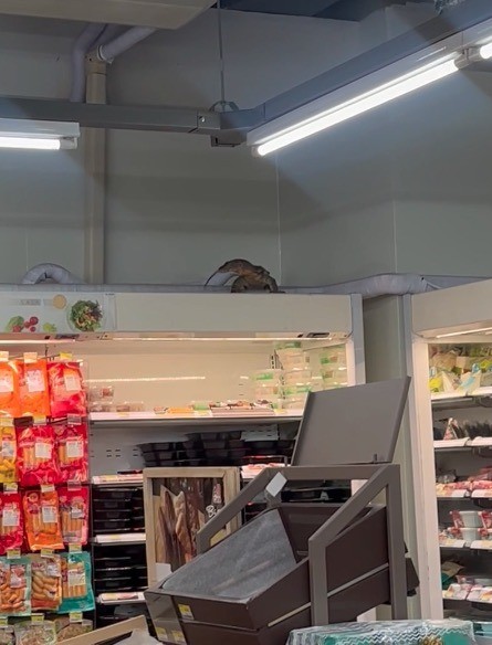 Rất may, không ai bị thương trong 'phi vụ mua sắm của con thằn lằn'. Ảnh New York Post.