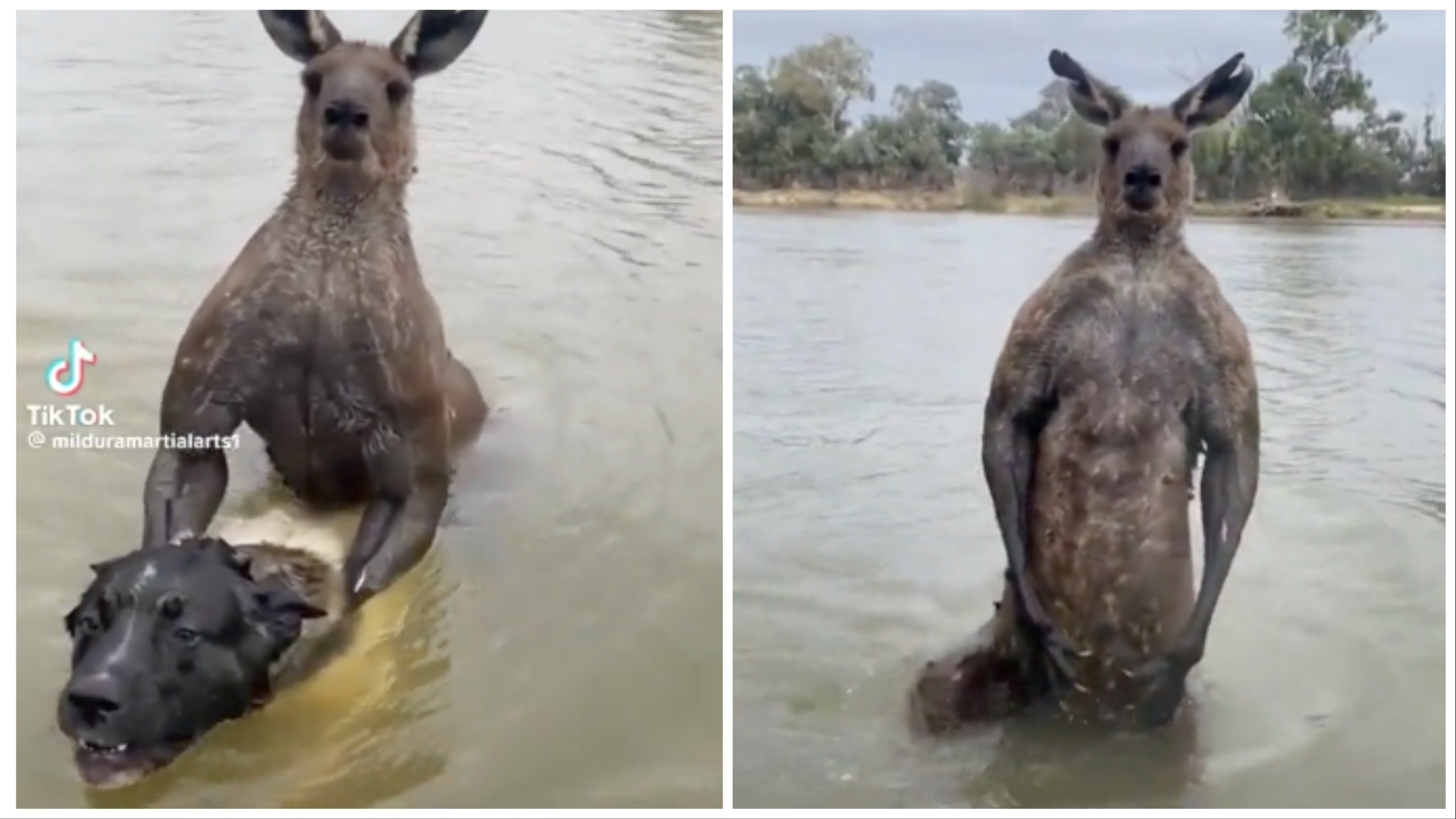 Kangaroo sẽ tấn công con mồi nếu cảm thấy bị đe dọa. Ảnh New York Post.