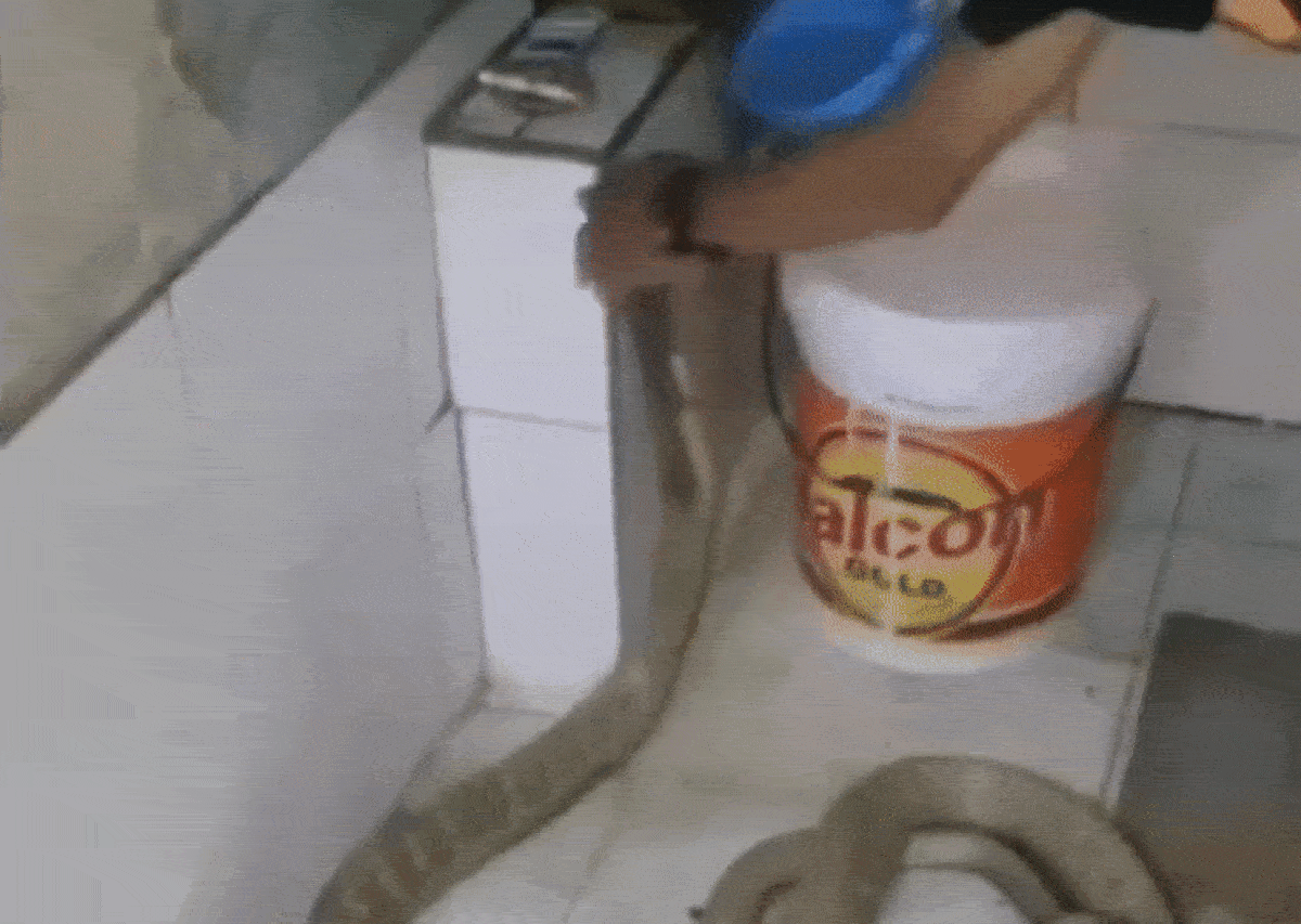 Clip: Tắm cho rắn hổ mang chúa, người đàn ông khiến dân mạng 'ớn lạnh', lý do đằng sau ai cũng ngỡ ngàng