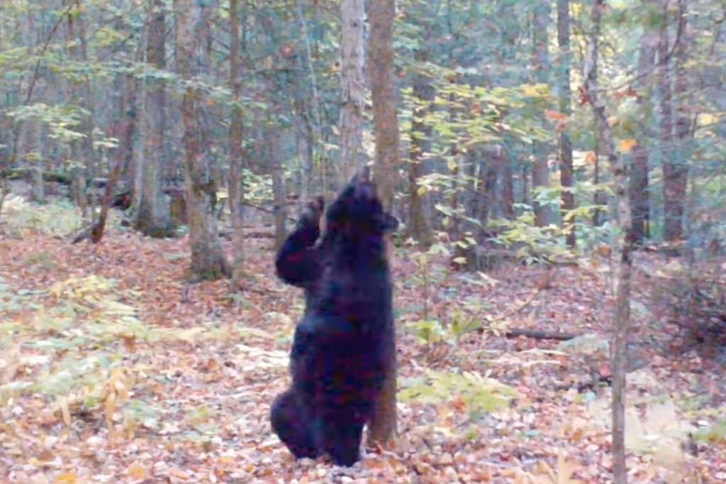 Cư dân bày tỏ sự hào hứng với chú gấu đen đặc biệt này. Ảnh: New York Post