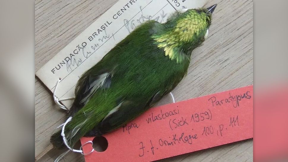 Ảnh: Dysmorodrepanis/CC-BY 3.0