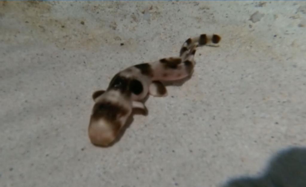 Con cá mập con hiện đã được hai tháng tuổi và dài khoảng 5 đến 6 inch.