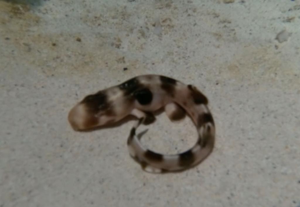 Vào ngày 23/8, một trong những quả trứng của cá mập mẹ đã nở thành một cá mập con.