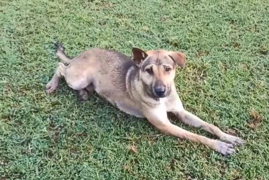 Chú chó Chao Yot tìm thấy ba thiếu niên đi lạc trong rừng.