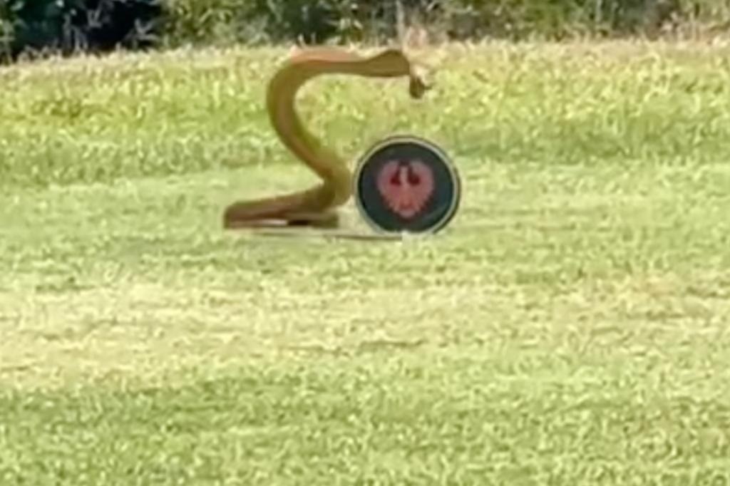 Rắn hổ mang tấn công một biển báo trên sân golf. Ảnh Instagram/@elithapeachey Rắn hổ mang tấn công một biển báo trên sân golf. Ảnh Instagram/@elithapeachey