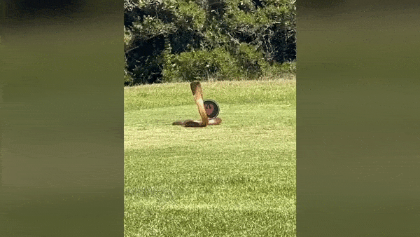 Video: Rắn hổ mang bò vào sân golf để trốn cầy mangut, người xem kinh hãi khi thấy cảnh tượng đáng sợ này