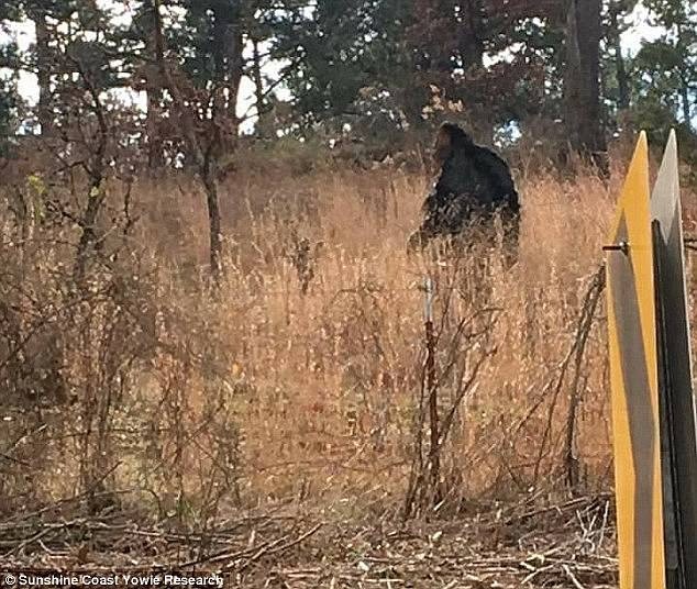 Hình ảnh được cho là yowies - phiên bản Bigfoot của Úc. Hình ảnh được cho là yowies - phiên bản Bigfoot của Úc.