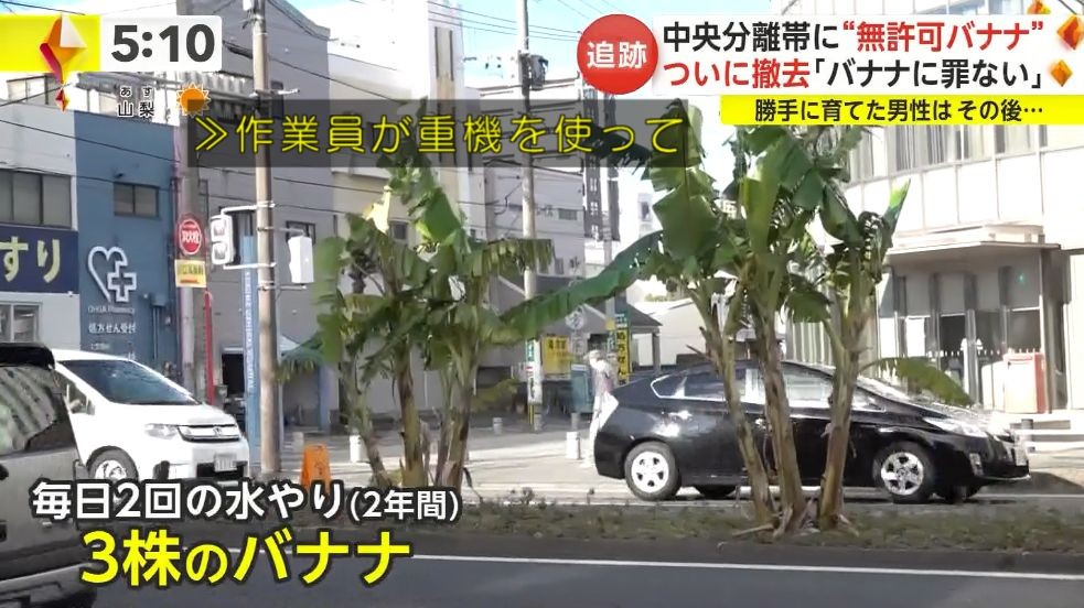 Những cây chuối cao lớn che khuất tầm nhìn, gây ảnh hưởng đến việc tham gia giao thông.