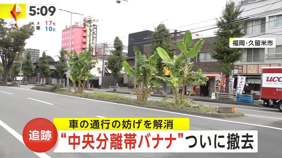 Thành quả của người đàn ông sau hai năm trồng chuối trái phép trên dải phân cách.