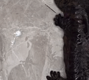 Đi thông cống, thợ sửa ống nước phát hiện sinh vật màu nâu sẫm, hóa ra là 'hóa thạch sống' cực kỳ quý giá