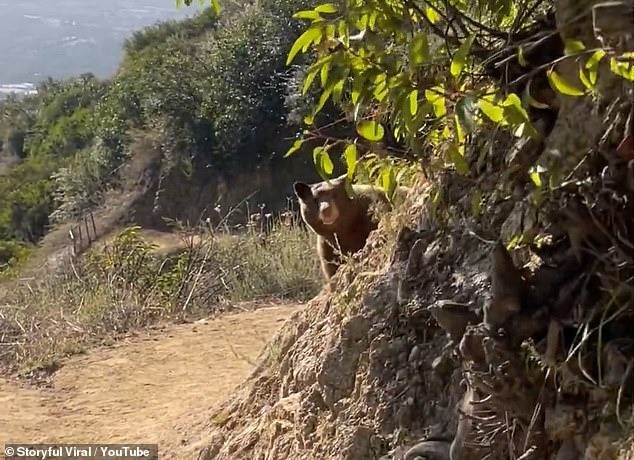 Gấu mẹ liên tục theo dõi hành động của Laura.