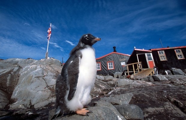 Nhân viên sẽ theo dõi số lượng chim cánh cụt hàng ngày.