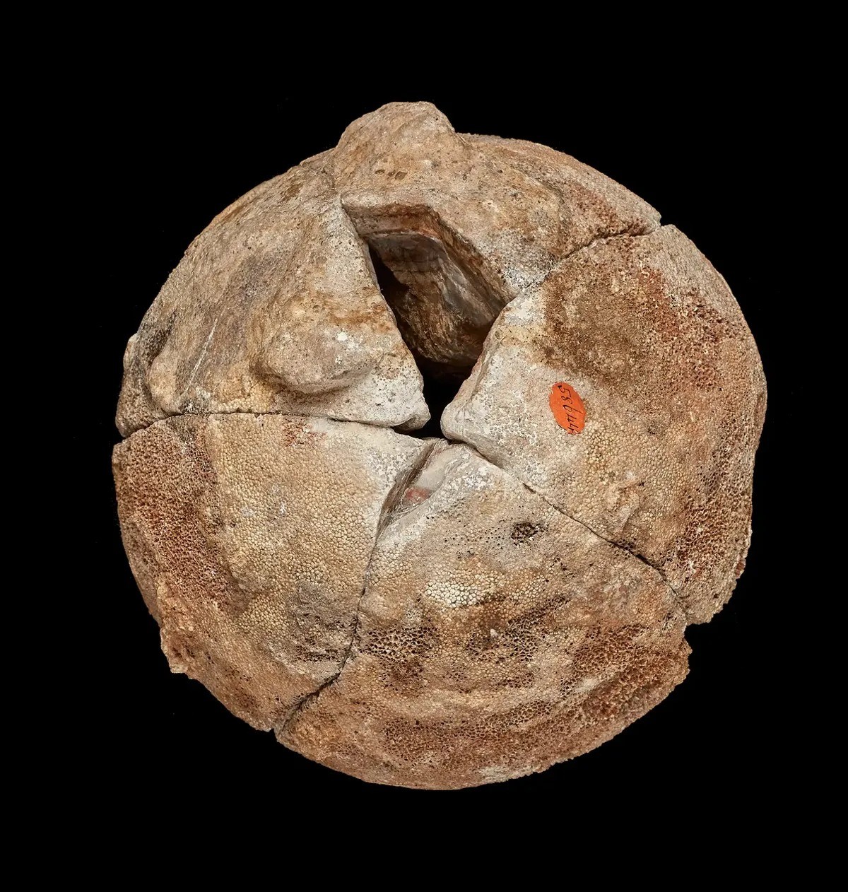 Các mảnh của quả trứng khớp với nhau một cách hoàn hảo. Hình ảnh được cung cấp bởi © Trustees of the Natural History Museum, London