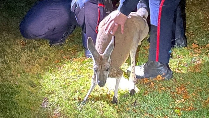 Con kangaroo đã bị bắt giữ sau khi đấm vào mặt một sĩ quan cảnh sát. Con kangaroo đã bị bắt giữ sau khi đấm vào mặt một sĩ quan cảnh sát.