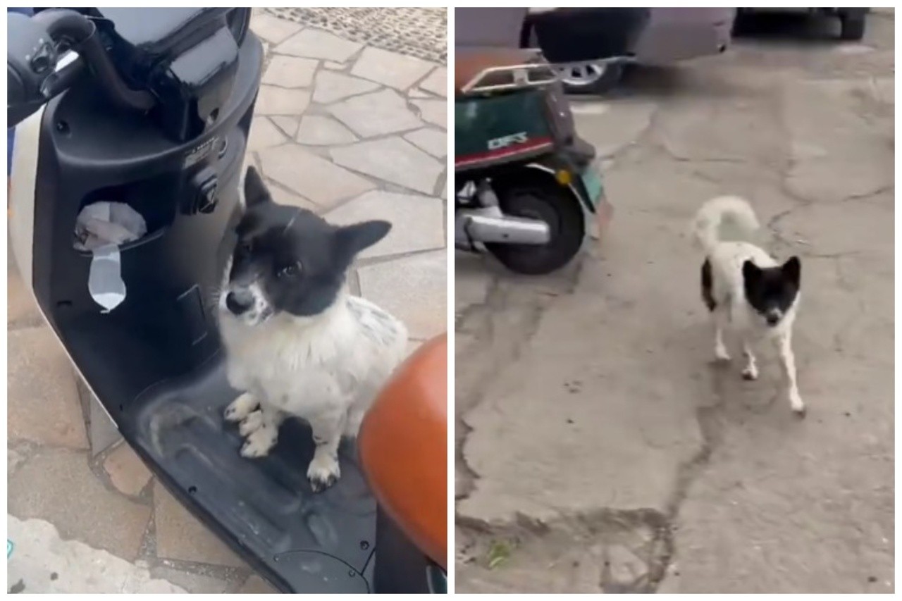 Chú chó hoang đi bộ suốt 5km để tìm gặp ân nhân của mình. Ảnh Weibo.