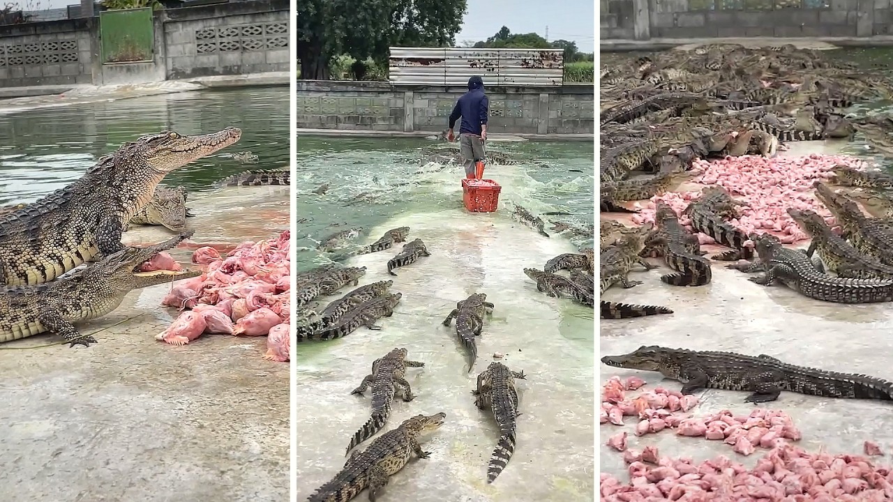 Hình ảnh khiến nhiều người phải rùng mình. Ảnh: Yahoo news.