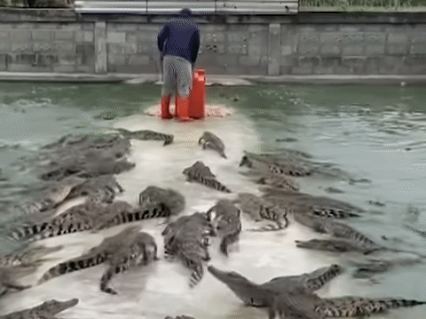 Toát mồ hôi xem cảnh người nông dân đi ủng cao su vào giữa ao hàng nghìn con cá sấu lúc nhúc