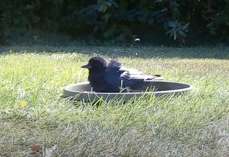 Bằng một thủ đoạn nhỏ, con quạ đã thành công độc chiếm chậu nước. Ảnh chụp màn hình.