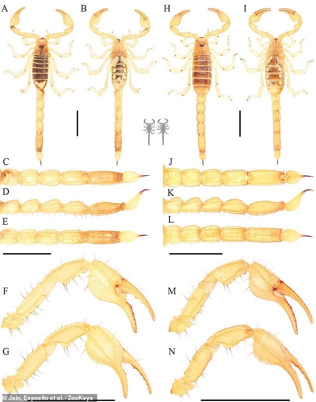 Loài bọ cạp mới được xác định ở trạng thái có nguy cơ tuyệt chủng.