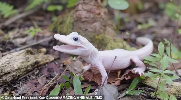Con cá sấu trắng được sinh ra tại Công viên giải trí Gatorland ở Orlando, Florida Con cá sấu trắng được sinh ra tại Công viên giải trí Gatorland ở Orlando, Florida