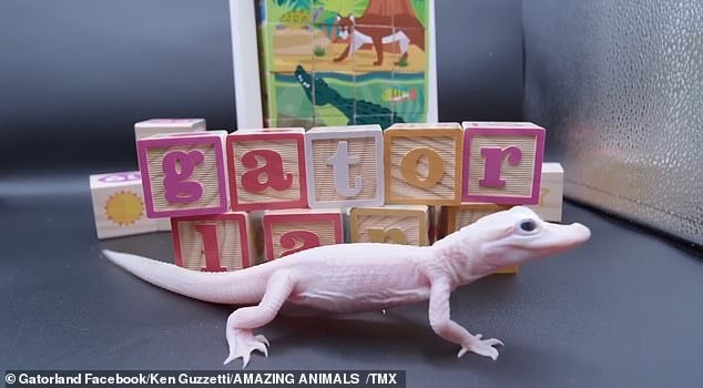 Gatorland đang nhờ công chúng giúp đỡ để đặt tên cho hai con cá sấu mới sinh nhưng cho biết chúng sẽ không được trưng bày cho đến đầu năm sau. Gatorland đang nhờ công chúng giúp đỡ để đặt tên cho hai con cá sấu mới sinh nhưng cho biết chúng sẽ không được trưng bày cho đến đầu năm sau.