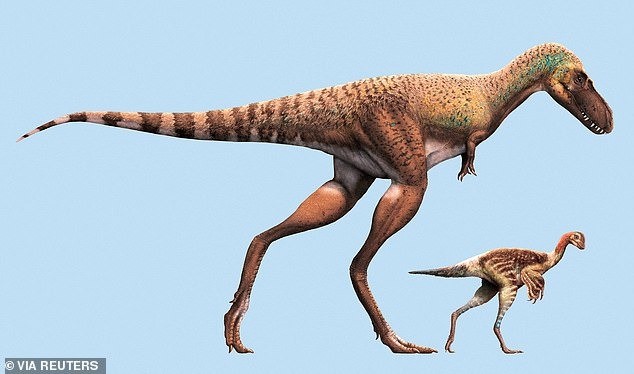 Một con gorgosaurus chưa trưởng thành (trái) nặng 728 lbs và cao hơn con mồi, citipes (phải) chỉ nặng 20 đến 26 lbs Một con gorgosaurus chưa trưởng thành (trái) nặng 728 lbs và cao hơn con mồi, citipes (phải) chỉ nặng 20 đến 26 lbs