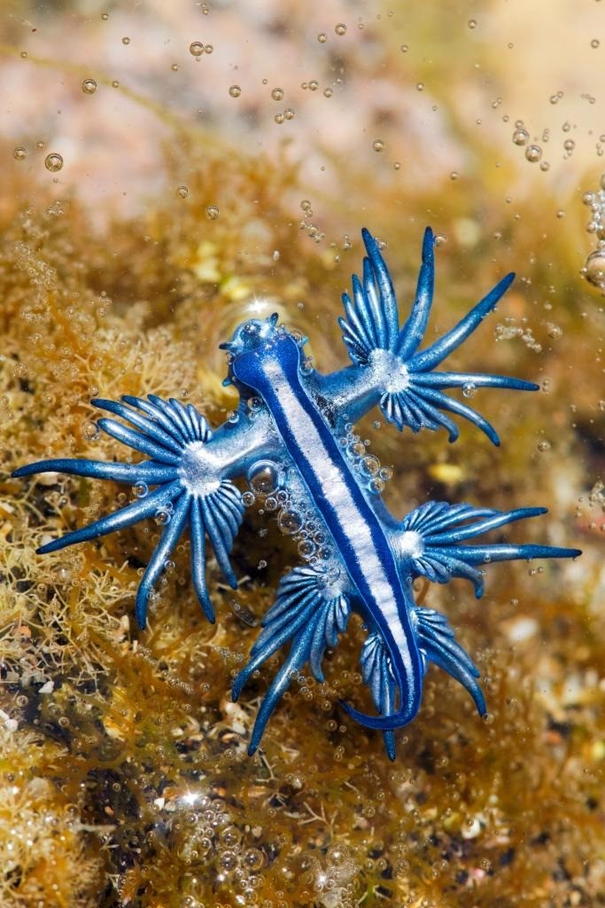 Blue Sea Dragon trôi dạt vào bờ biển khiến nhiều người lo ngại bởi chúng có nọc độc. Ảnh: New York Post Blue Sea Dragon trôi dạt vào bờ biển khiến nhiều người lo ngại bởi chúng có nọc độc. Ảnh: New York Post