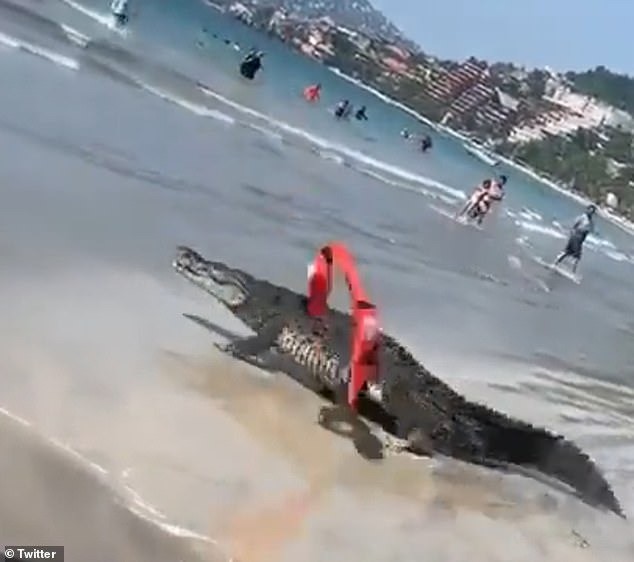Một con cá sấu đã xâm chiếm một bãi biển ở Zihuatanejo, Mexico khiến nhiều người phải bỏ chạy được ghi lại vào đầu tháng 12. Một con cá sấu đã xâm chiếm một bãi biển ở Zihuatanejo, Mexico khiến nhiều người phải bỏ chạy được ghi lại vào đầu tháng 12.