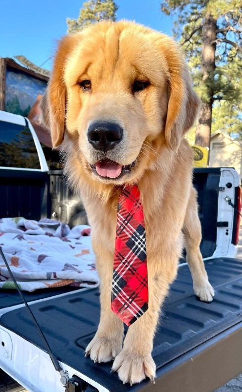 Maximus Mighty-Dog Mueller III được biết đến với tư cách là Thị trưởng của Idylliwild. Maximus Mighty-Dog Mueller III được biết đến với tư cách là Thị trưởng của Idylliwild.