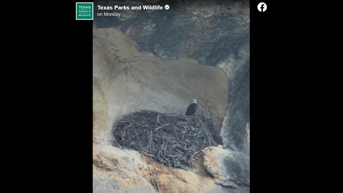 Tổ chim đại bàng hói khổng lồ. Ảnh: Yahoo.