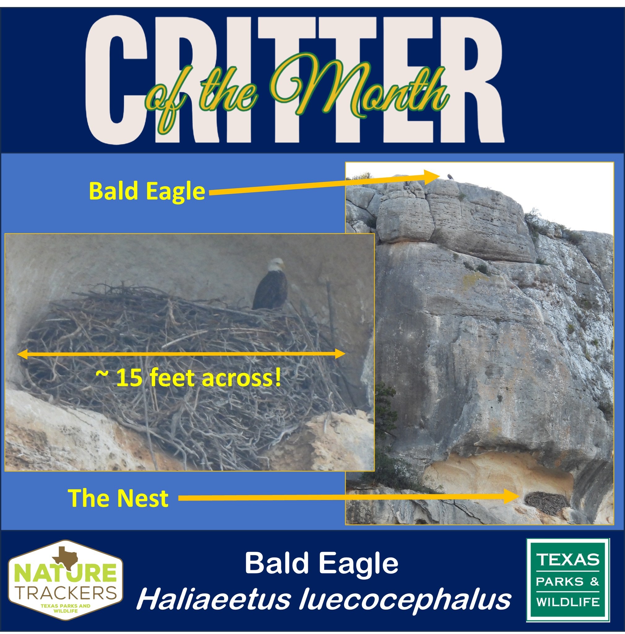 Tổ chim nằm ở vách đá. Ảnh: Yahoo.